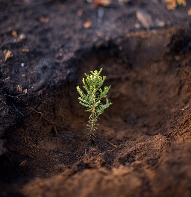 UN ÁRBOL PARA PLANTAR