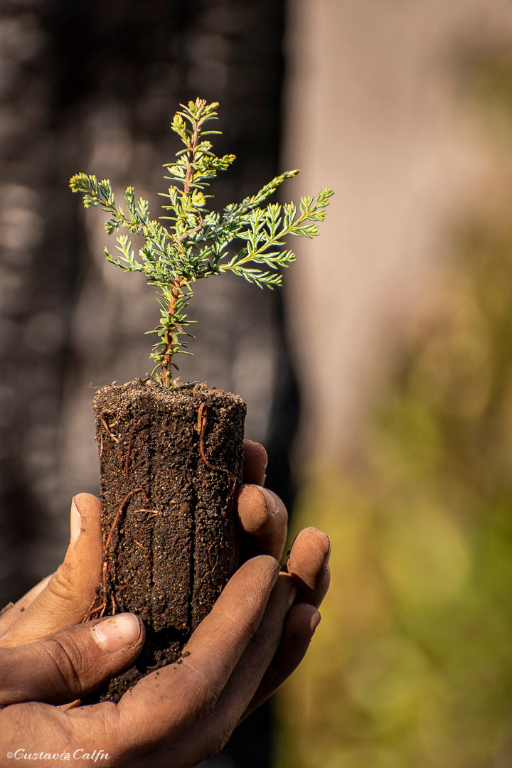 UN ÁRBOL PARA PLANTAR