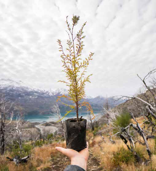 UN ÁRBOL PARA PLANTAR