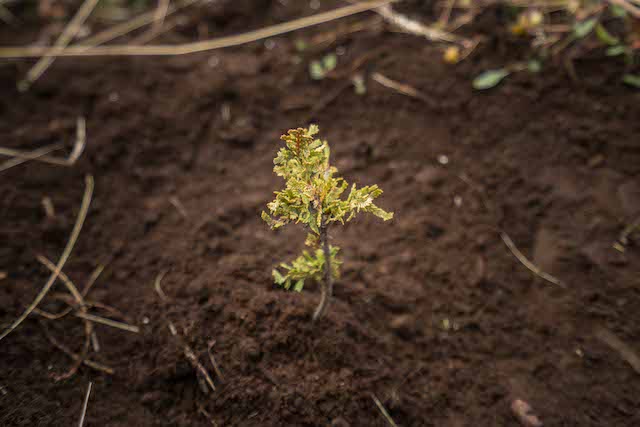 UN ÁRBOL PARA PLANTAR
