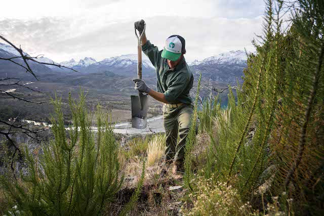UN ÁRBOL PARA PLANTAR