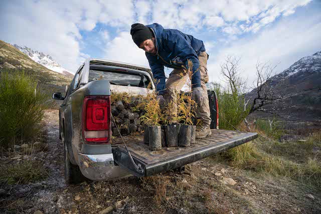 UN ÁRBOL PARA PLANTAR